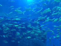 -成都浩海立方海洋公园