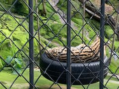 -大连森林动物园