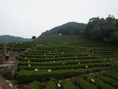 -龙井村