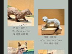 -深圳博物馆历史民俗馆