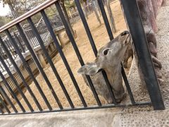 -石家庄市动物园