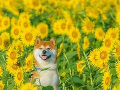 -台场海滨公园船码头
