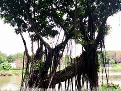 -海珠湖公园
