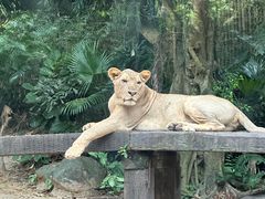 -广州长隆野生动物世界
