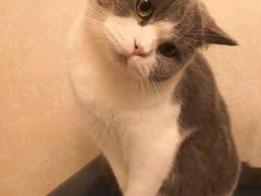 -东方名猫馆·英短金渐层布偶猫舍(环线广场1号楼店)