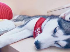 -Husky Go! 哈士奇体验馆·宠物咖啡厅狗咖