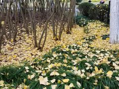 -瀛洲公园