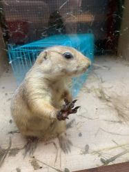 -Moni星球萌宠·小马宝莉·灵蛇·高端高阶全萌宠互动体验俱乐部(红豆国际广场店)