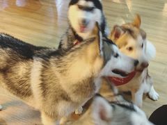 -Husky Go! 哈士奇体验馆·宠物咖啡厅狗咖