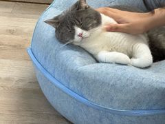 -柴迷FANS CLUB·柴犬狗咖·猫咖