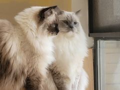 -滚猫咖啡·猫咖·猫友好撸猫(未来城店)