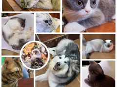 -李小姐の猫咖啡馆(五角场店)
