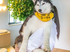 -Husky Go! 哈士奇体验馆·宠物咖啡厅狗咖