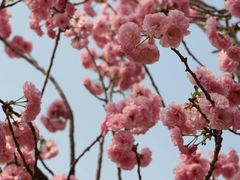 -天适樱花悠乐园