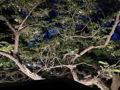 景观位-LAMP BAR 水烟音乐酒吧