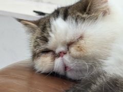 -共舞时光猫咖·狗咖(新街口店)