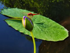 -广州莲花山旅游区
