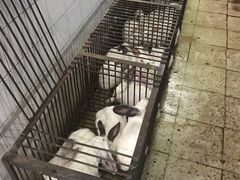 -温江公平红烧兔(总店)