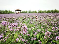 -金色田园农家乐餐厅
