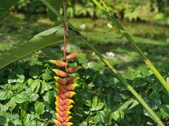 -中国科学院西双版纳热带植物园