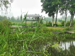 景点-长田漾湿地公园