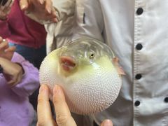 -长顺河豚馆(江洲东路)