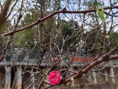 -南国桃园旅游度假区