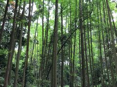 -凤栖山
