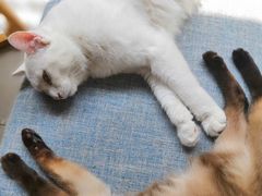 -有猫儿腻咖啡厅.猫咖