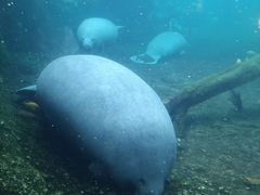 -珠海长隆海洋王国