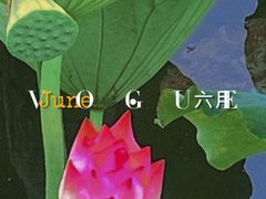 -荷塘月色湿地公园·向阳花洲
