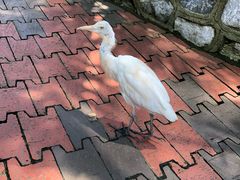 -吉隆坡雀鸟公园