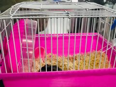 -顺壹匠心BOP保镖隐形车衣(天津专营店)