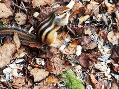 -五营红松林海景区