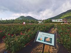 -亚龙湾国际玫瑰谷