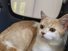 -关爱宠物医院·猫科中心·消化科(滨湖万达分院)