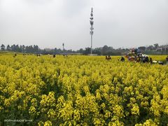 -三圣花乡旅游区