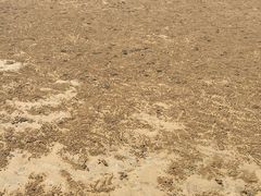 -日照海滨国家森林公园