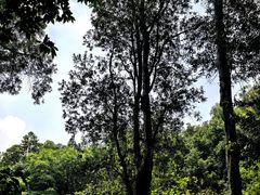 -佛山市三水区大南山森林公园