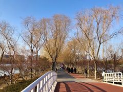 -大兴滨河森林公园