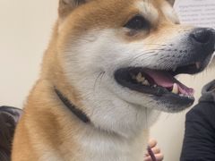 -美联众合爱康动物医院•复杂内科•肿瘤科•牙科•腔镜诊疗中心