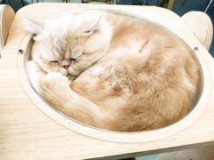 -飞行喵MR PILOT|猫舍·猫咖(静安大融城店)