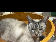 -藏猫猫咖啡主题馆(中央大道店)