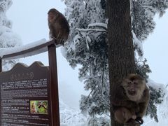 -峨眉山风景名胜区