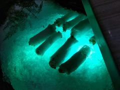 野生竹笙-探窝·竹笙椰子鸡(杨箕店)