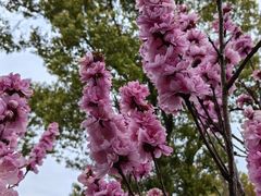 -南汇桃花村