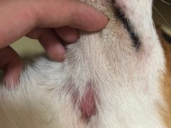 -爱诺耐芙动物医院(万博店)