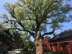 -江西龙虎山景区