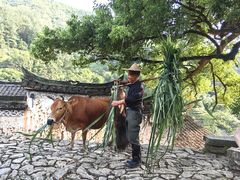 -杨家堂村