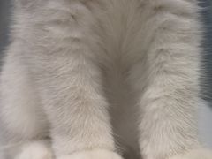 -袖虎·猫馆(体育西路店)